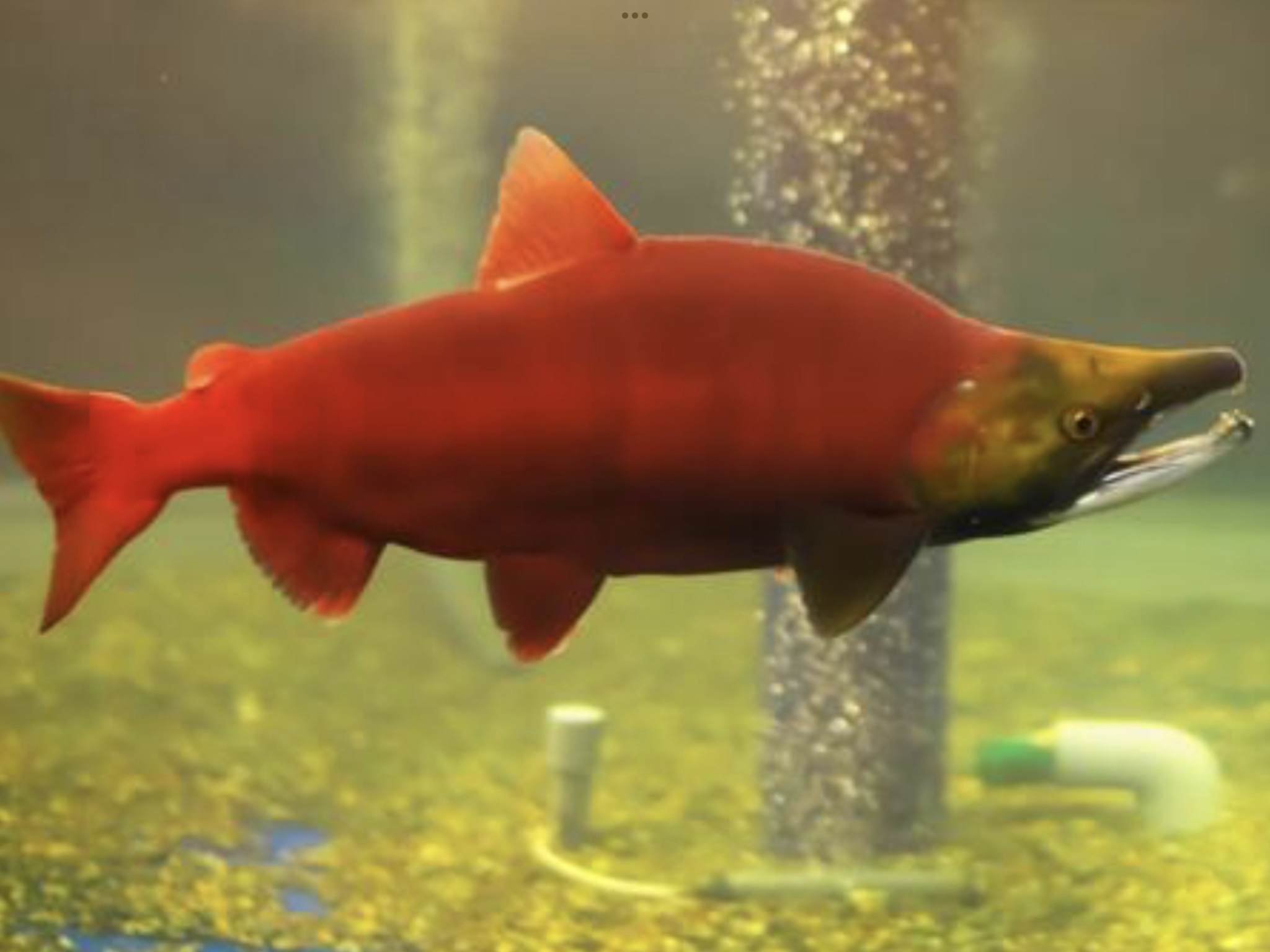 白子及びビール酵母抽出物　DNA RNA核酸の活用